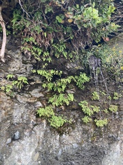 Adiantum aleuticum subpumilum