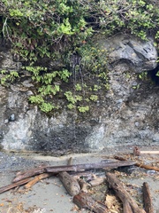 Adiantum aleuticum subpumilum