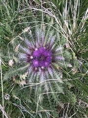 Cirsium scariosum congdonii