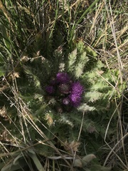 Cirsium scariosum congdonii