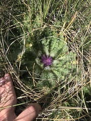 Cirsium scariosum congdonii