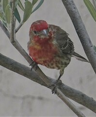 Haemorhous mexicanus