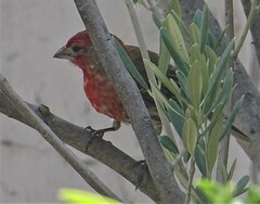 Haemorhous mexicanus