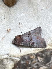 Mesoligia literosa