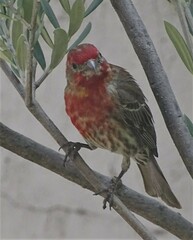 Haemorhous mexicanus