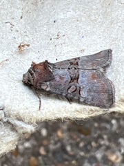 Mesoligia literosa