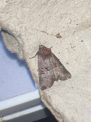Mesoligia literosa