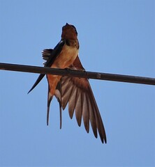 Hirundo rustica