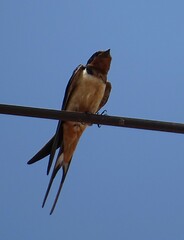 Hirundo rustica