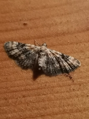 Eupithecia linariata