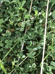 Trifolium monanthum monanthum