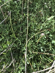 Trifolium monanthum monanthum