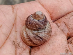 Euchelus asper