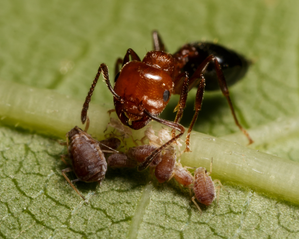 Buttonbush aphid