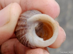 Euchelus asper