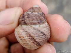 Euchelus asper