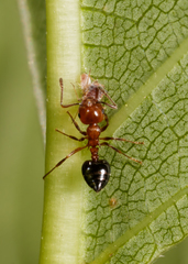 Aphis cephalanthi