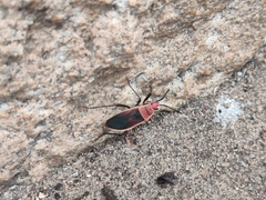 Probergrothius varicornis