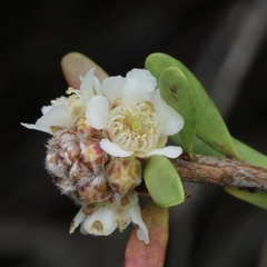 Asteromyrtus lysicephala