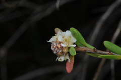 Asteromyrtus lysicephala