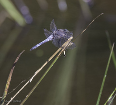 Orthetrum cancellatum