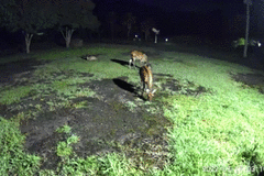 Cervus nippon nippon