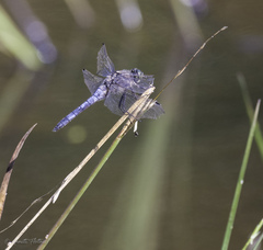 Orthetrum cancellatum