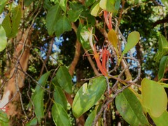 Dendrophthoe curvata