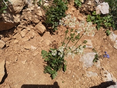 Heracleum austriacum