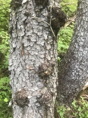 Botryosphaeriales