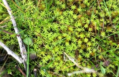 Pseudocrossidium crinitum