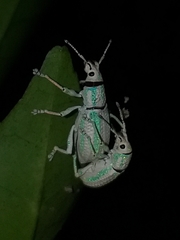 Compsus viridivittatus