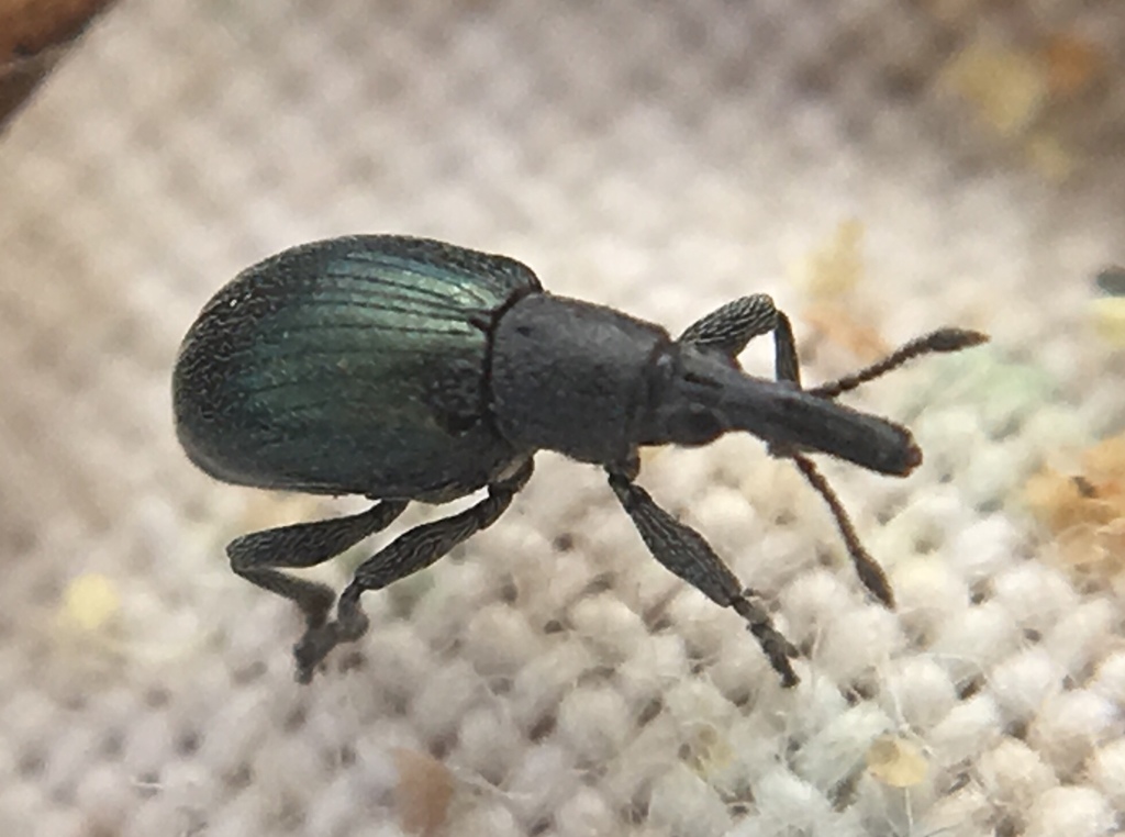 Aspidapion aeneum