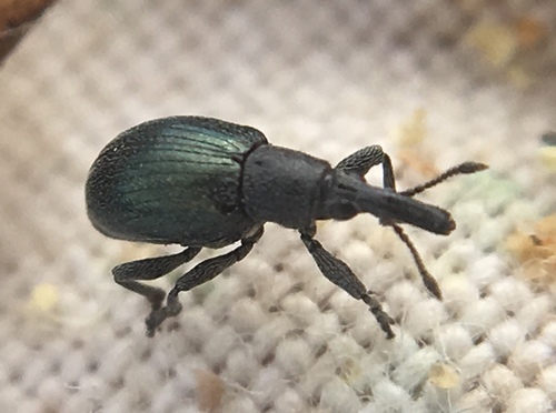 Aspidapion aeneum