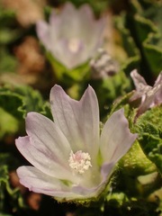 Malva neglecta