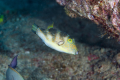 Canthigaster coronata