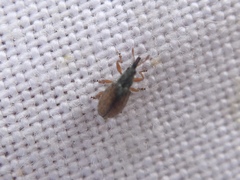 Malvapion malvae
