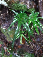 Pteris cretica