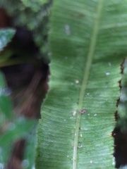 Pteris cretica