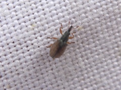 Malvapion malvae