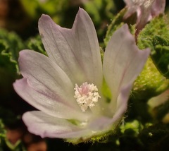 Malva neglecta