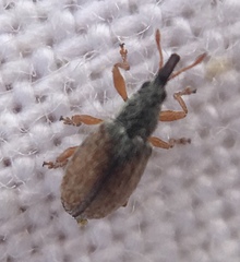 Malvapion malvae