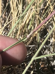 Hesperostipa comata comata