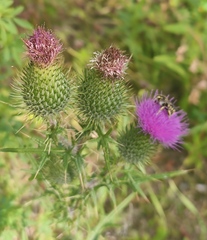 Cirsium vulgare