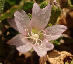 Malva neglecta