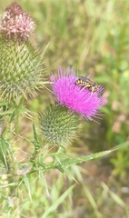 Cirsium vulgare