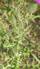 Cirsium vulgare