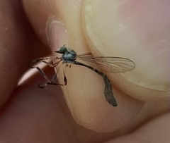 Beameromyia occidentis