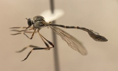 Beameromyia occidentis