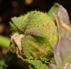 Malva neglecta